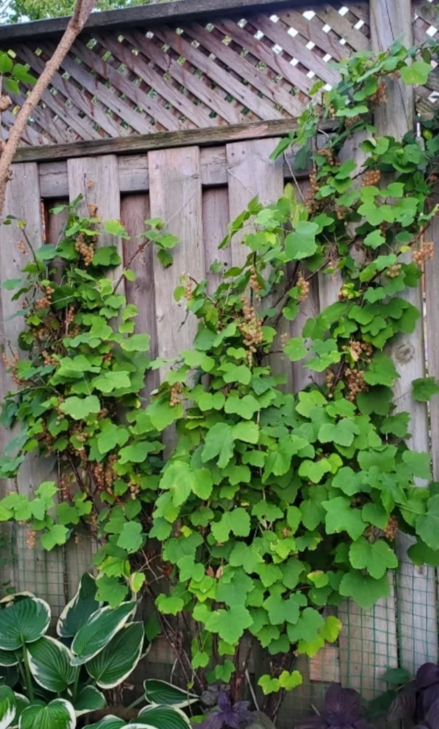 Gooseberry