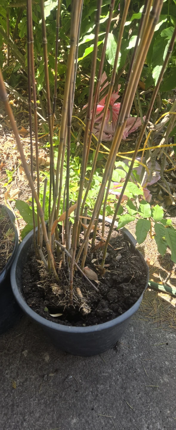 Purple Bamboo 5FT Free delivery - photo 2
