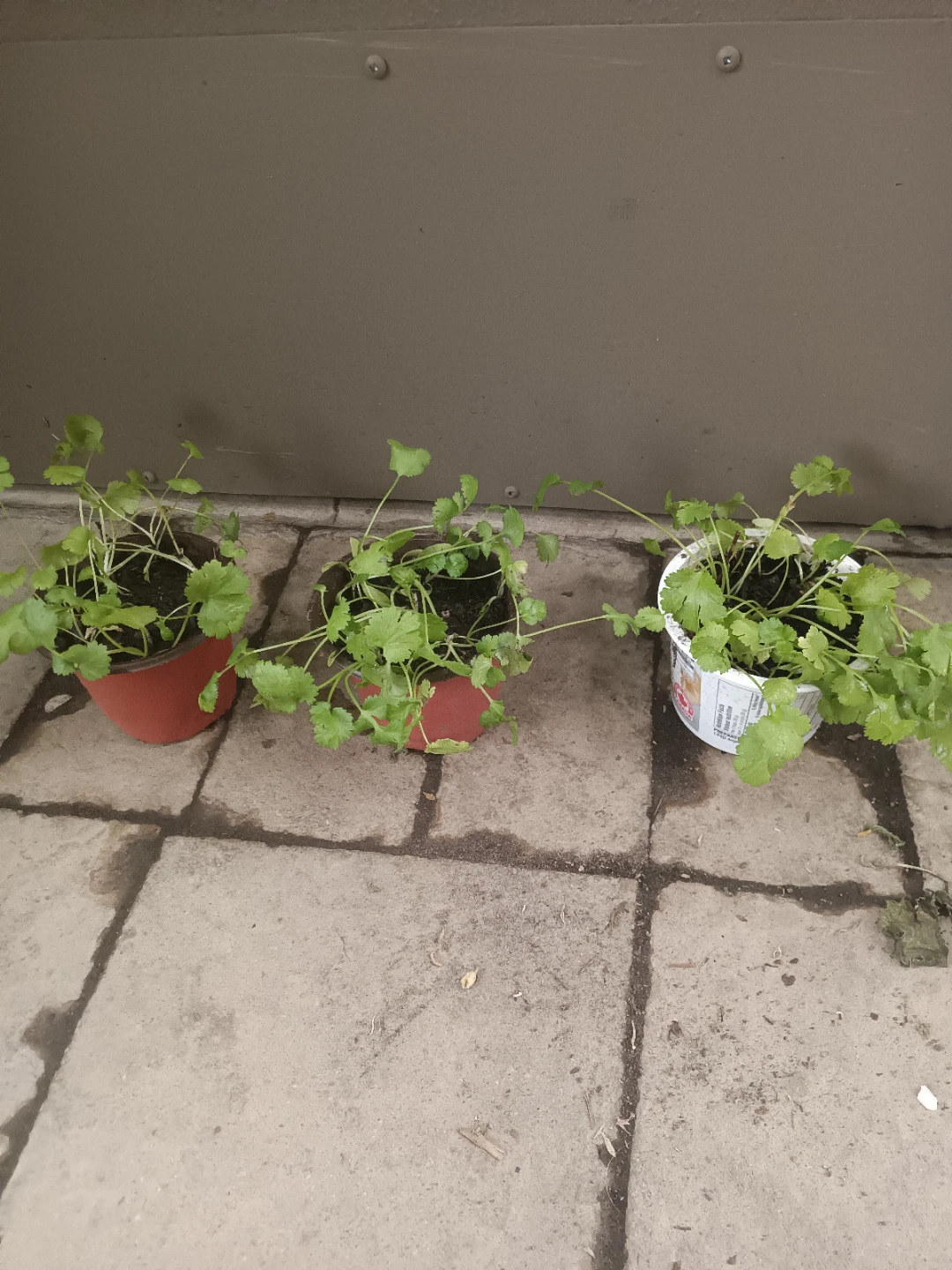 Fresh Cilantro Plant in Pot - photo 4