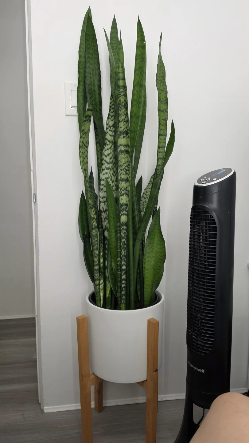 Large Snake Plant with White Ceramic Pot and Wood Stand