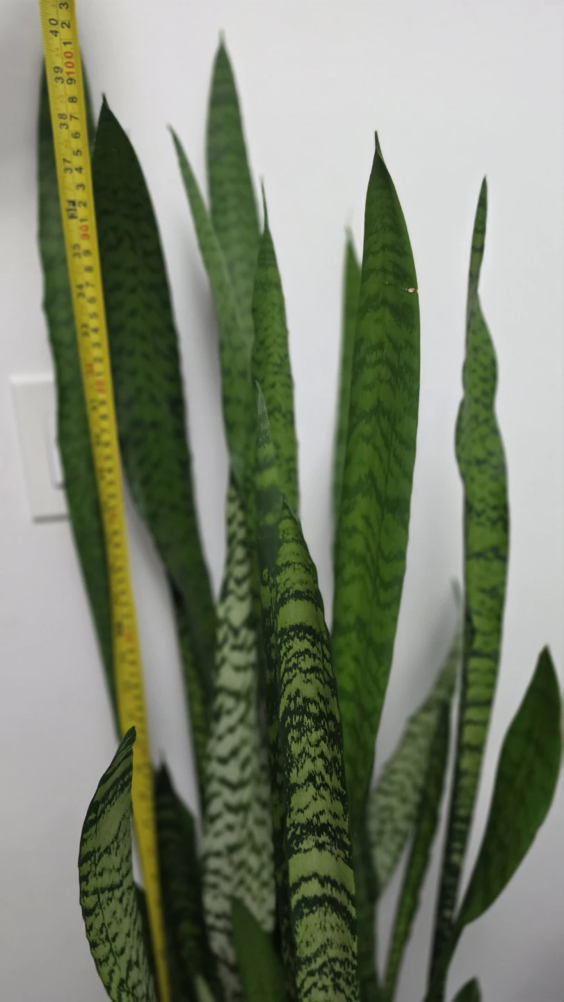 Large Snake Plant with White Ceramic Pot and Wood Stand - photo 5