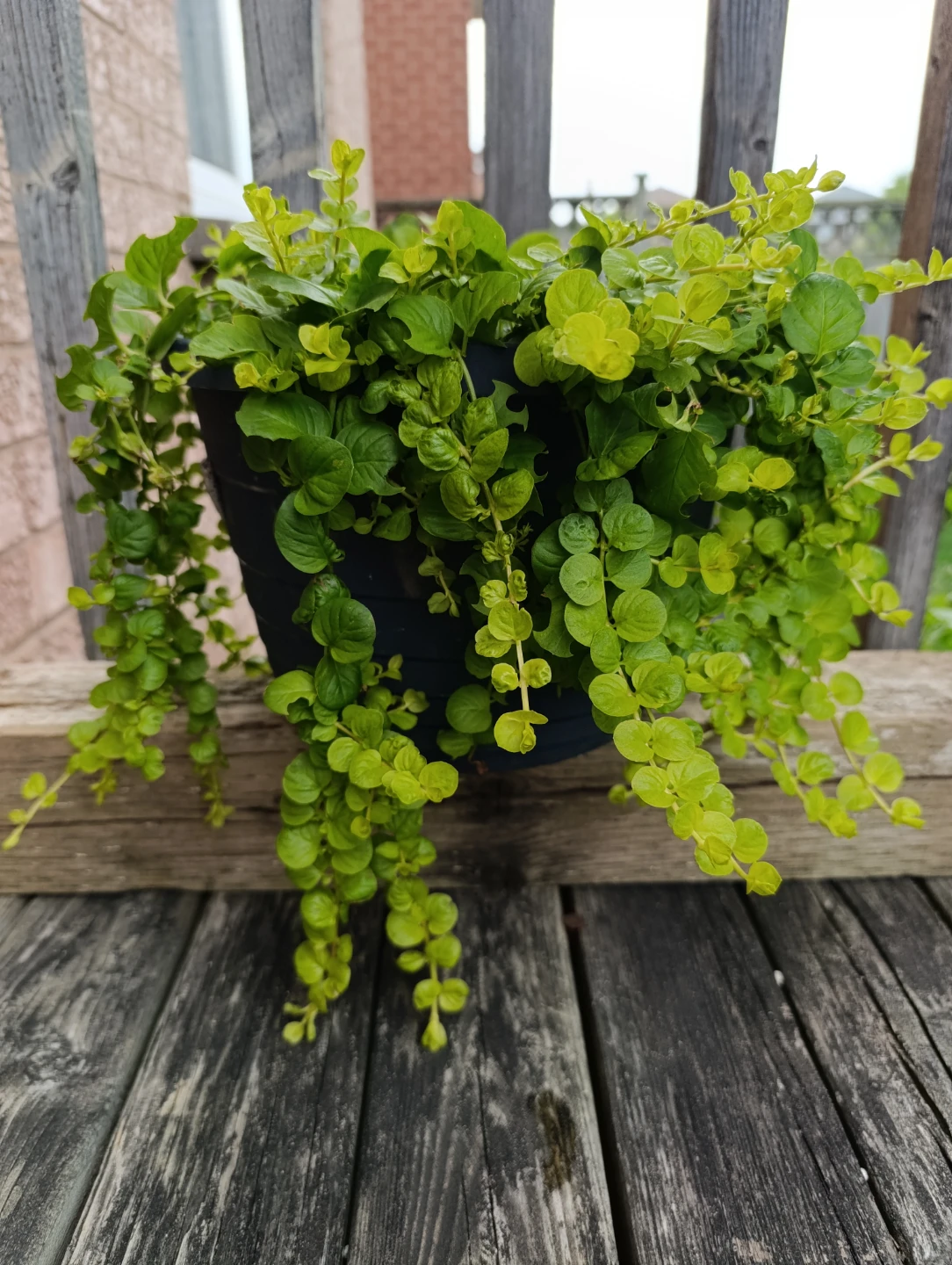 Creeping Jenny Plant