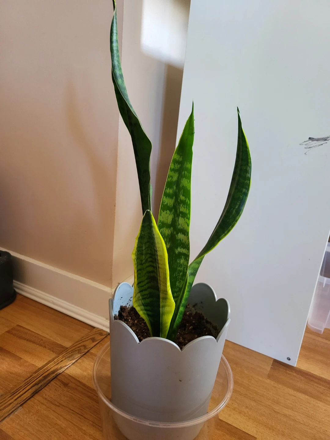 Snake Plant in Decorative Pot