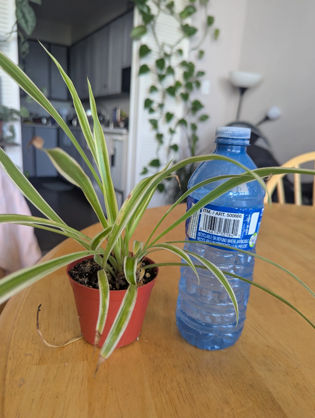 Spider Plant in Red Pot