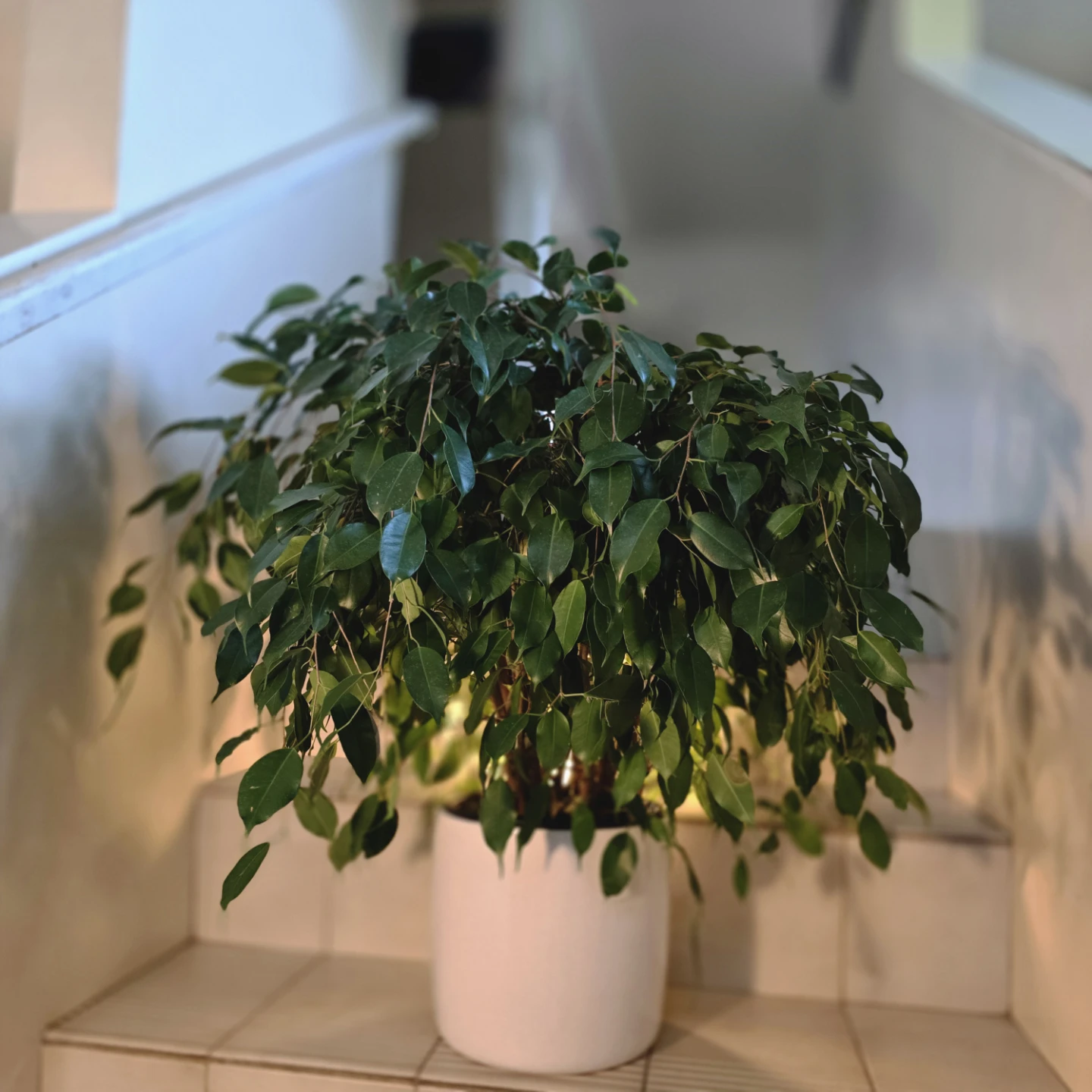 Ficus Benjamina (Weeping Fig Tree) | 2.4' Real Houseplant