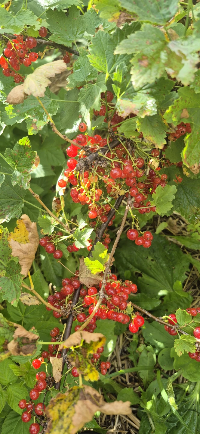 Pick your own currant