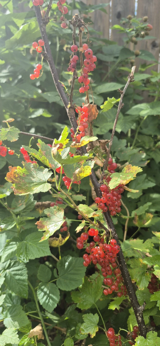 Pick your own currant - photo 2