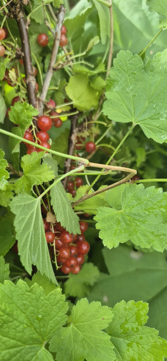 Pick your own currant - photo 3