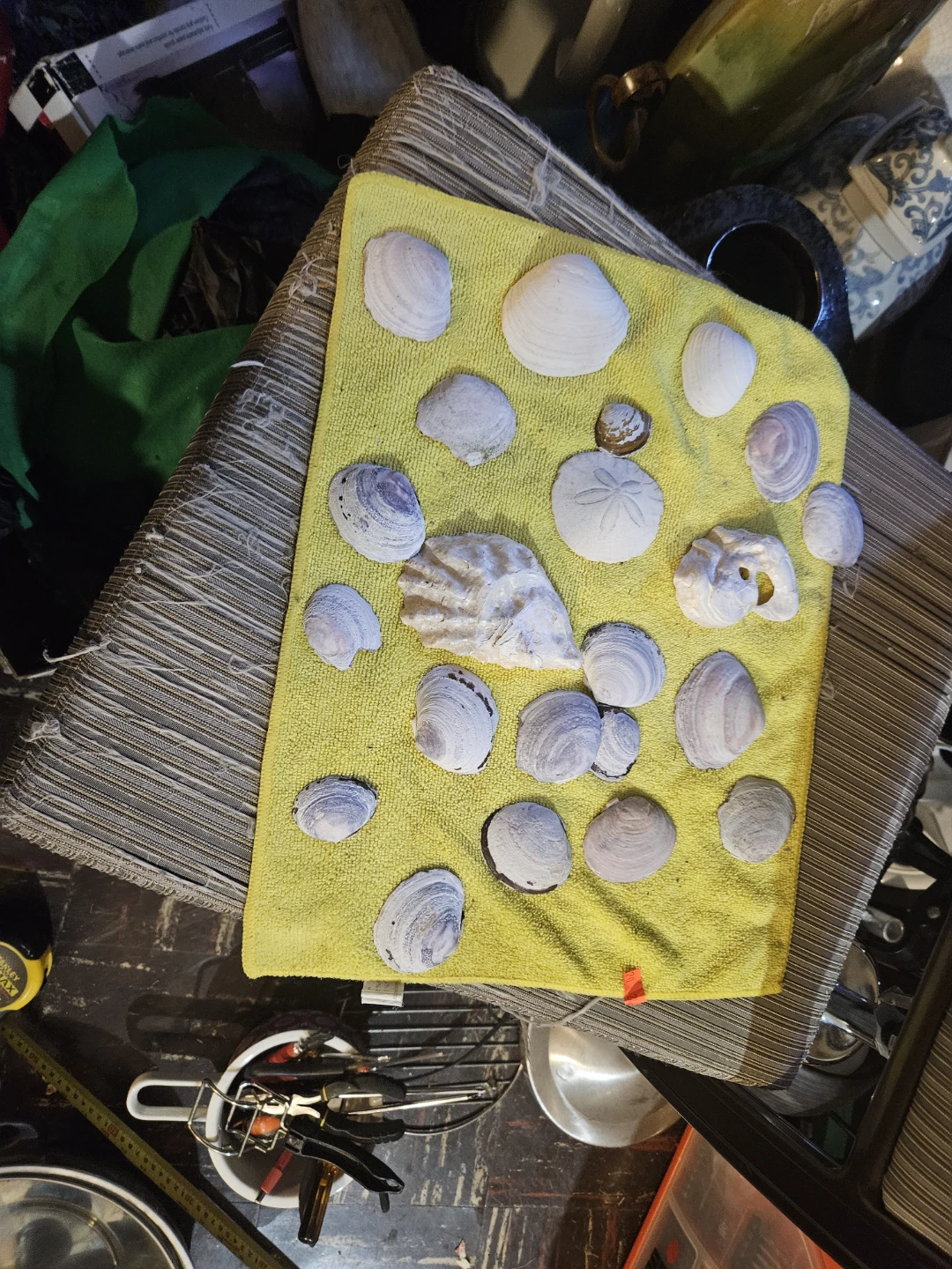 Assorted Seashells and Sand Dollar Collection - photo 2