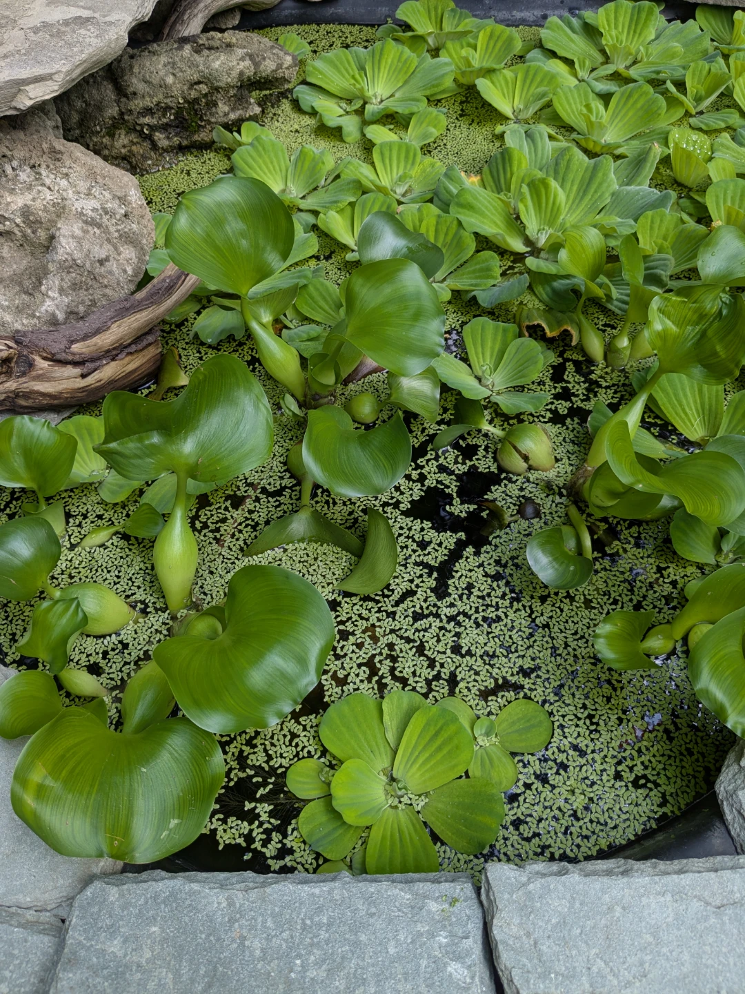 Water Hyacinth and Water Lettuce