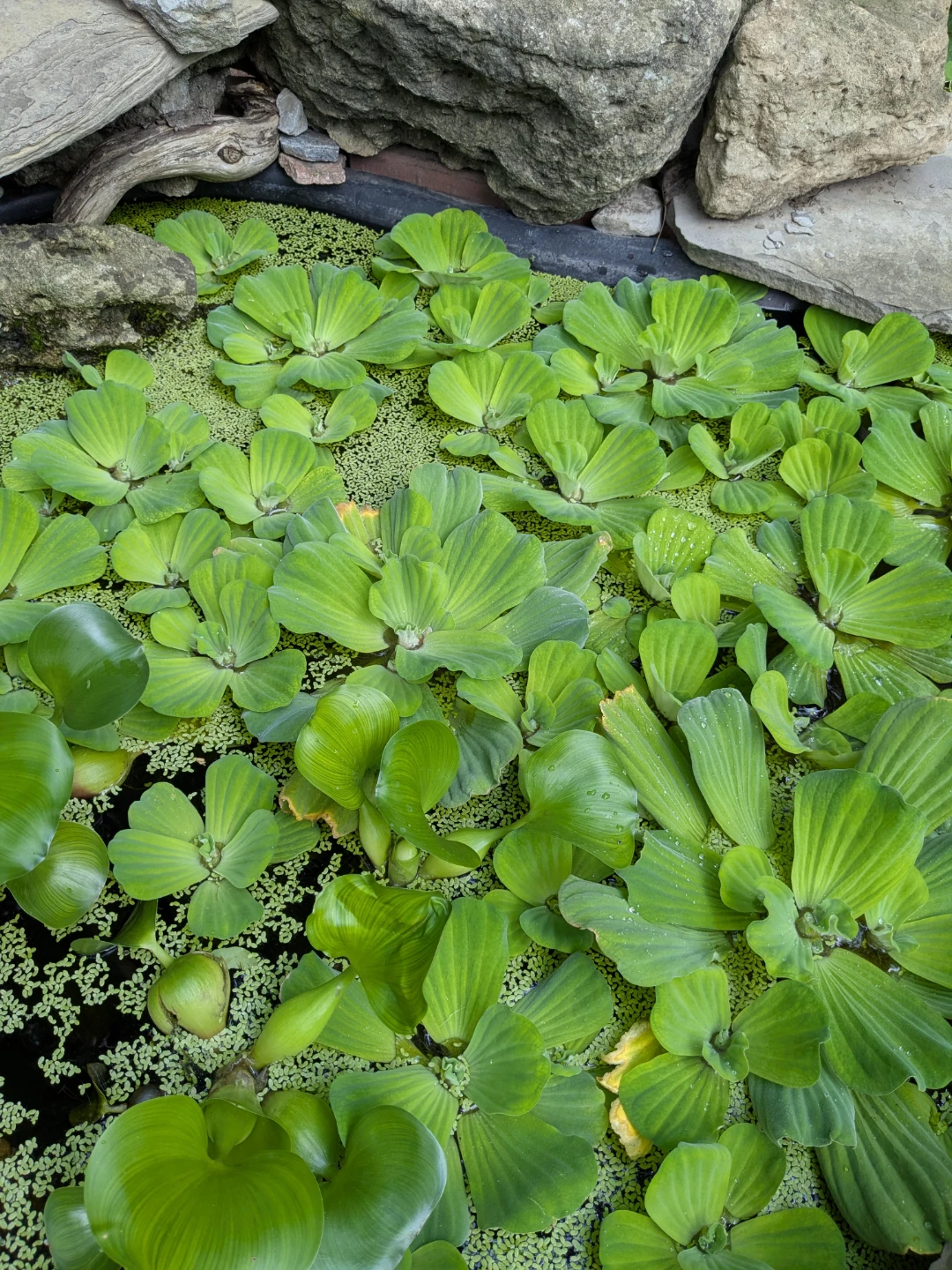 Water Hyacinth and Water Lettuce - photo 2