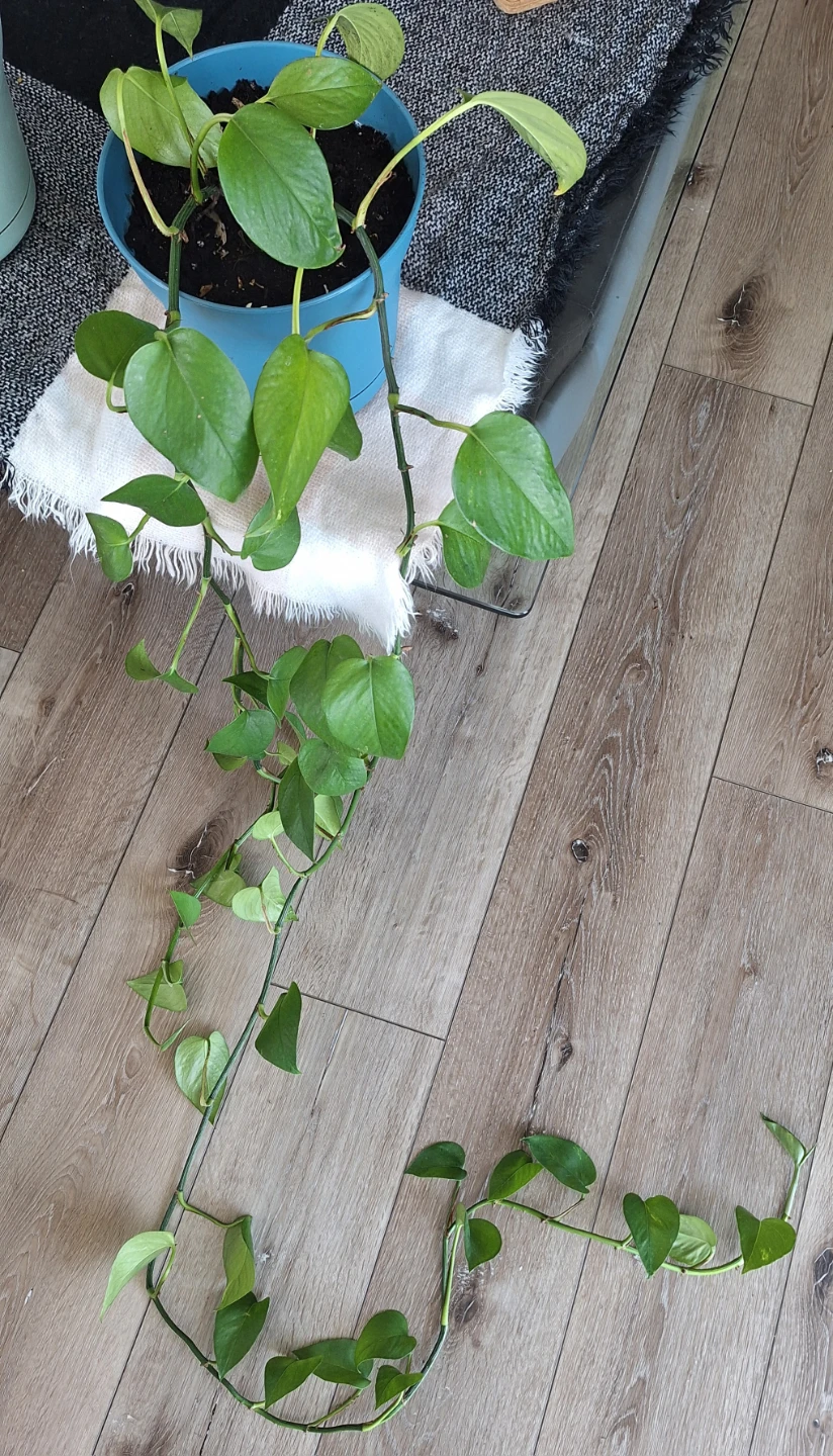 Healthy pothos plants