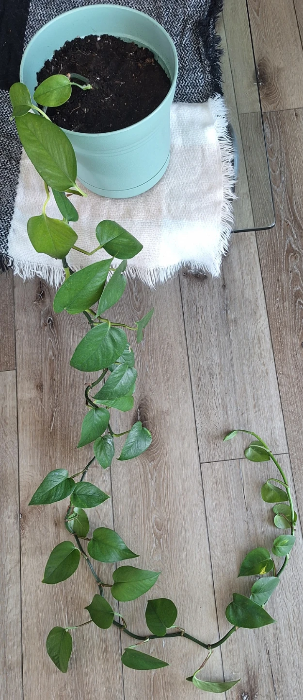 Healthy pothos plants - photo 3