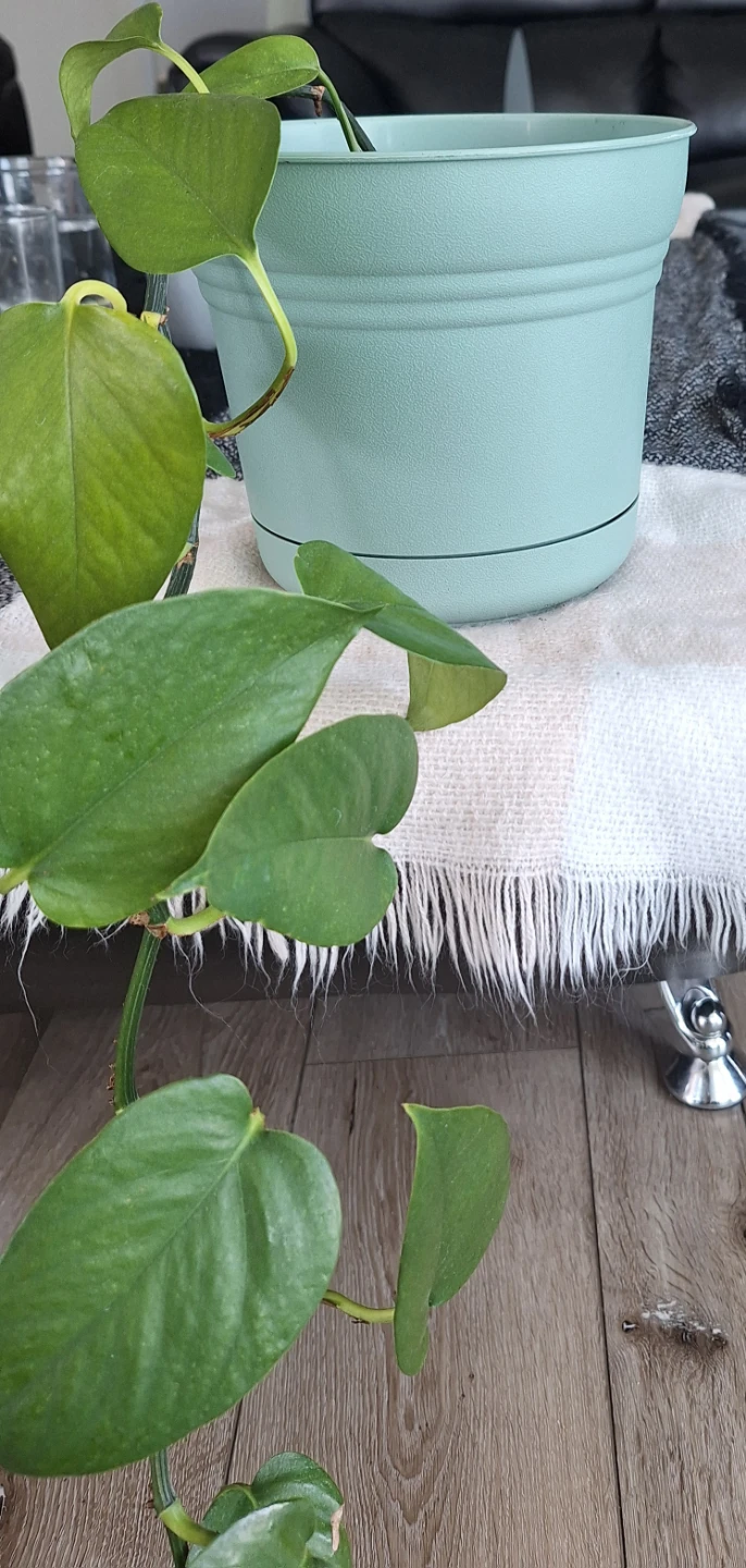 Healthy pothos plants - photo 4