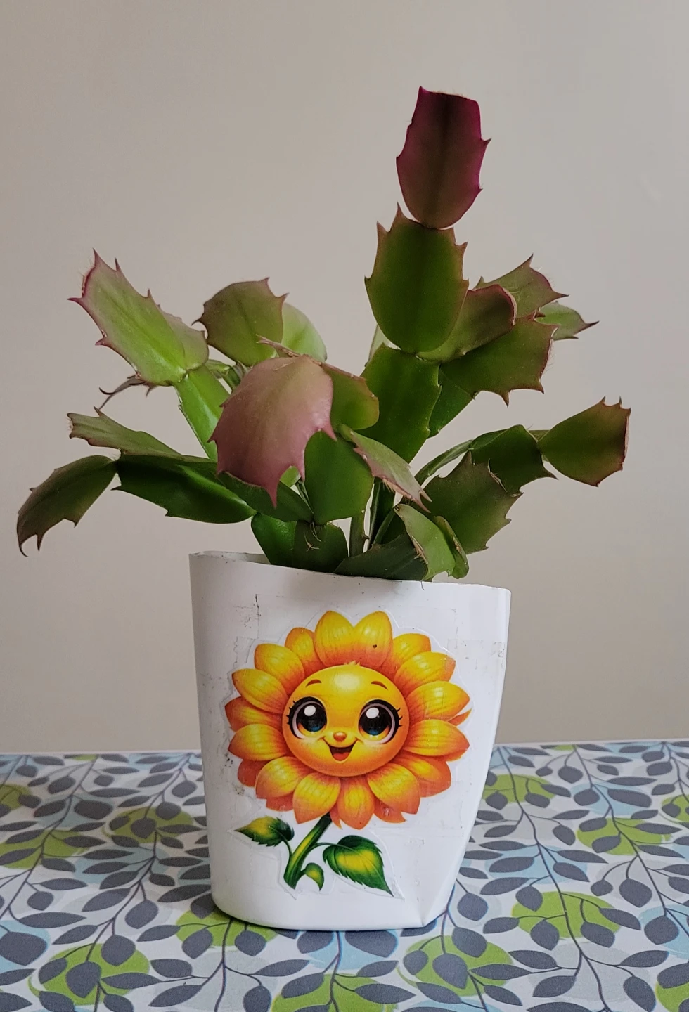 Christmas Cactus Plant in Decorative Pot