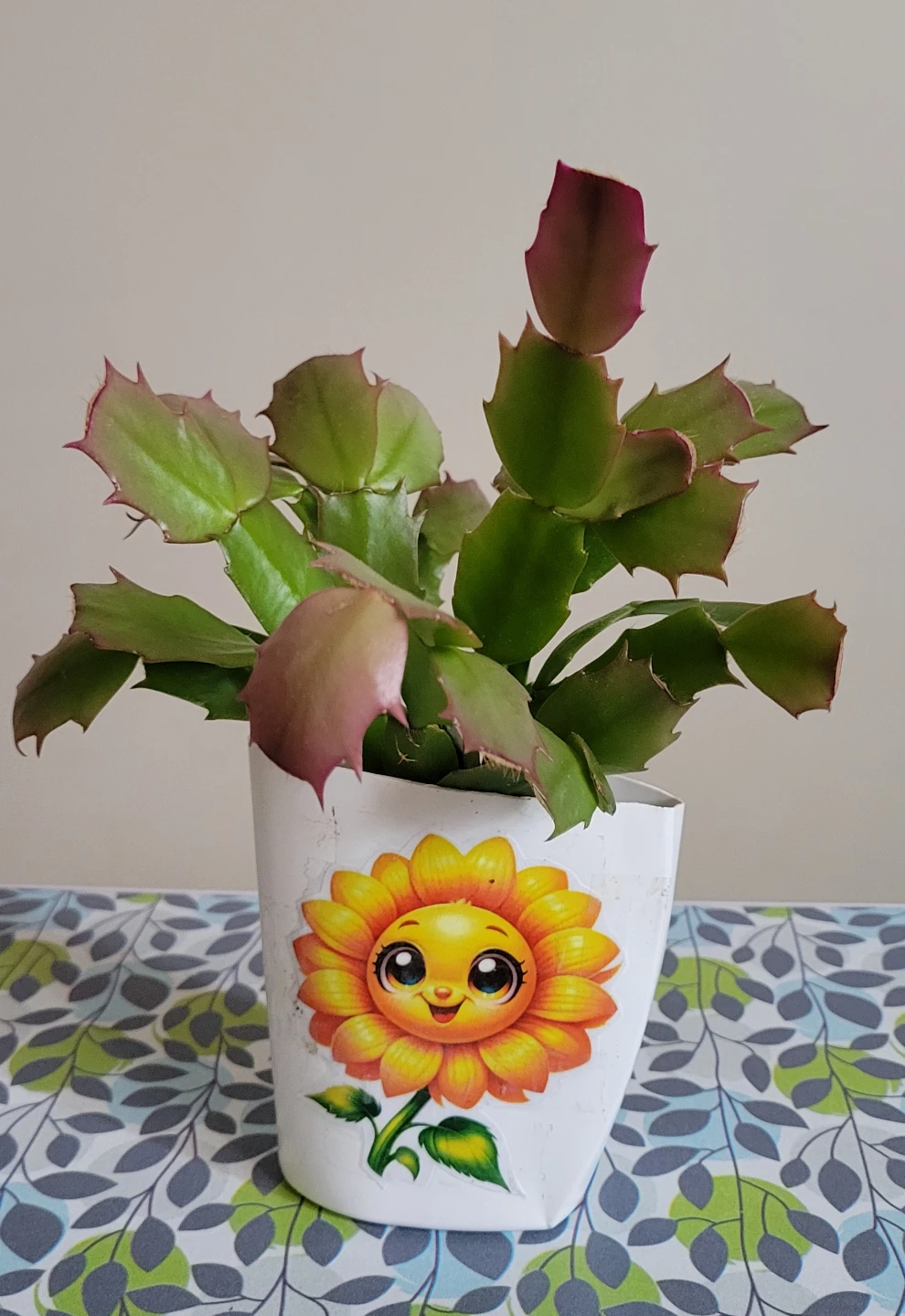 Christmas Cactus Plant in Decorative Pot - photo 2