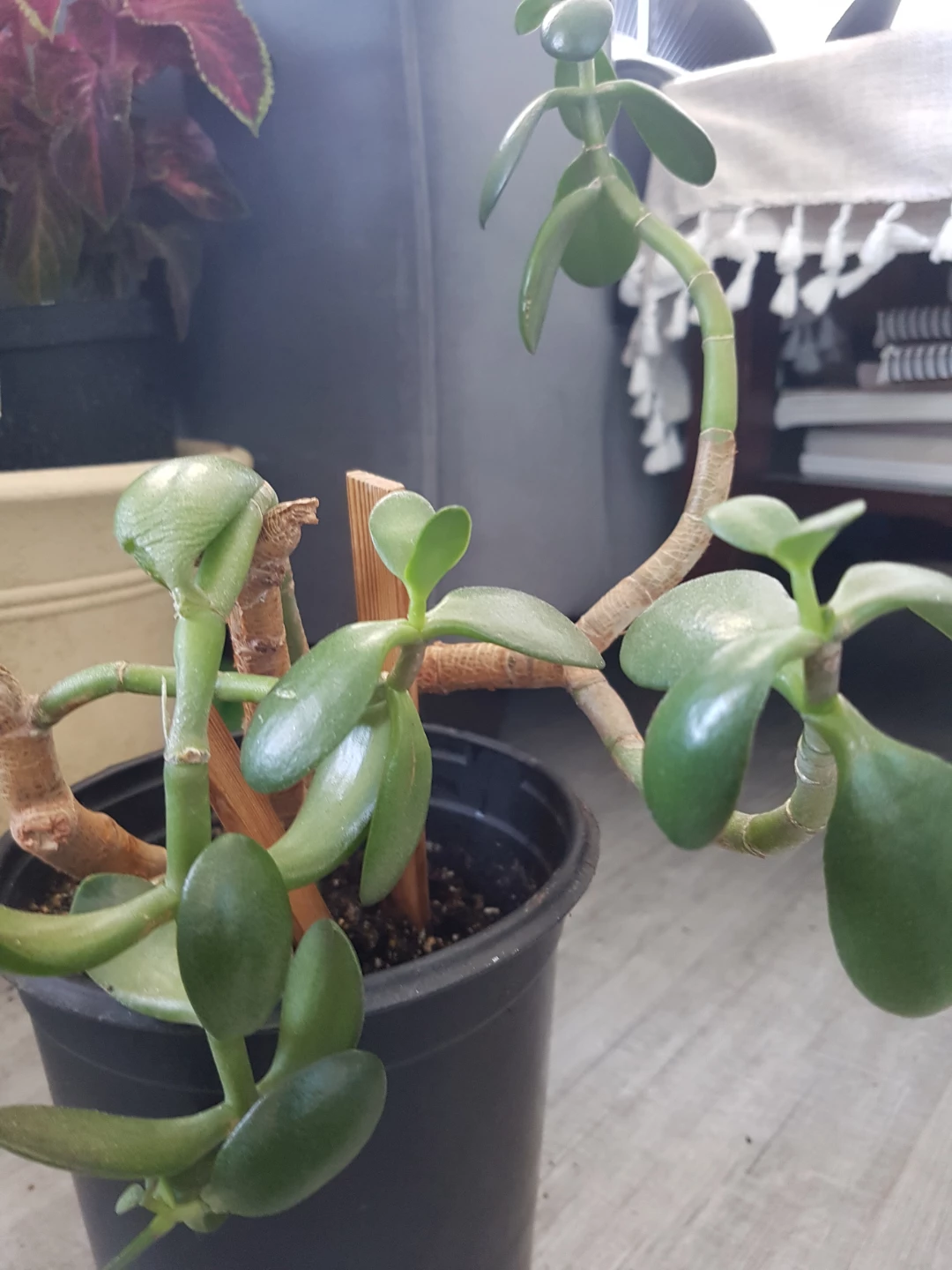 Jade Plant in Pot