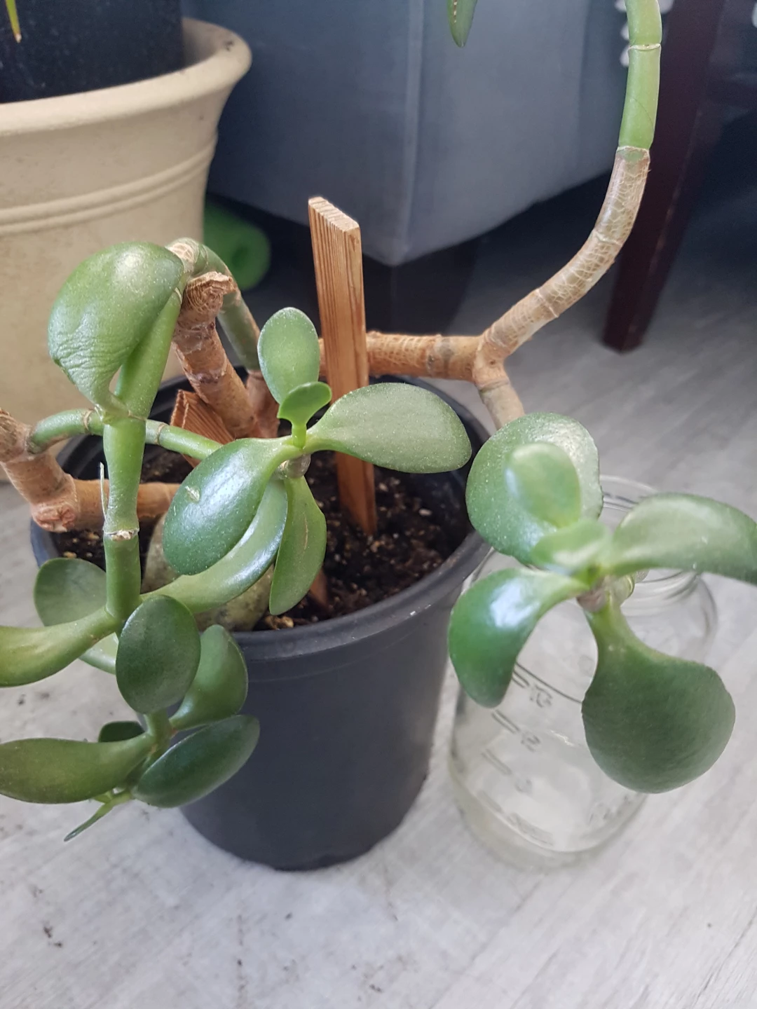 Jade Plant in Pot - photo 4