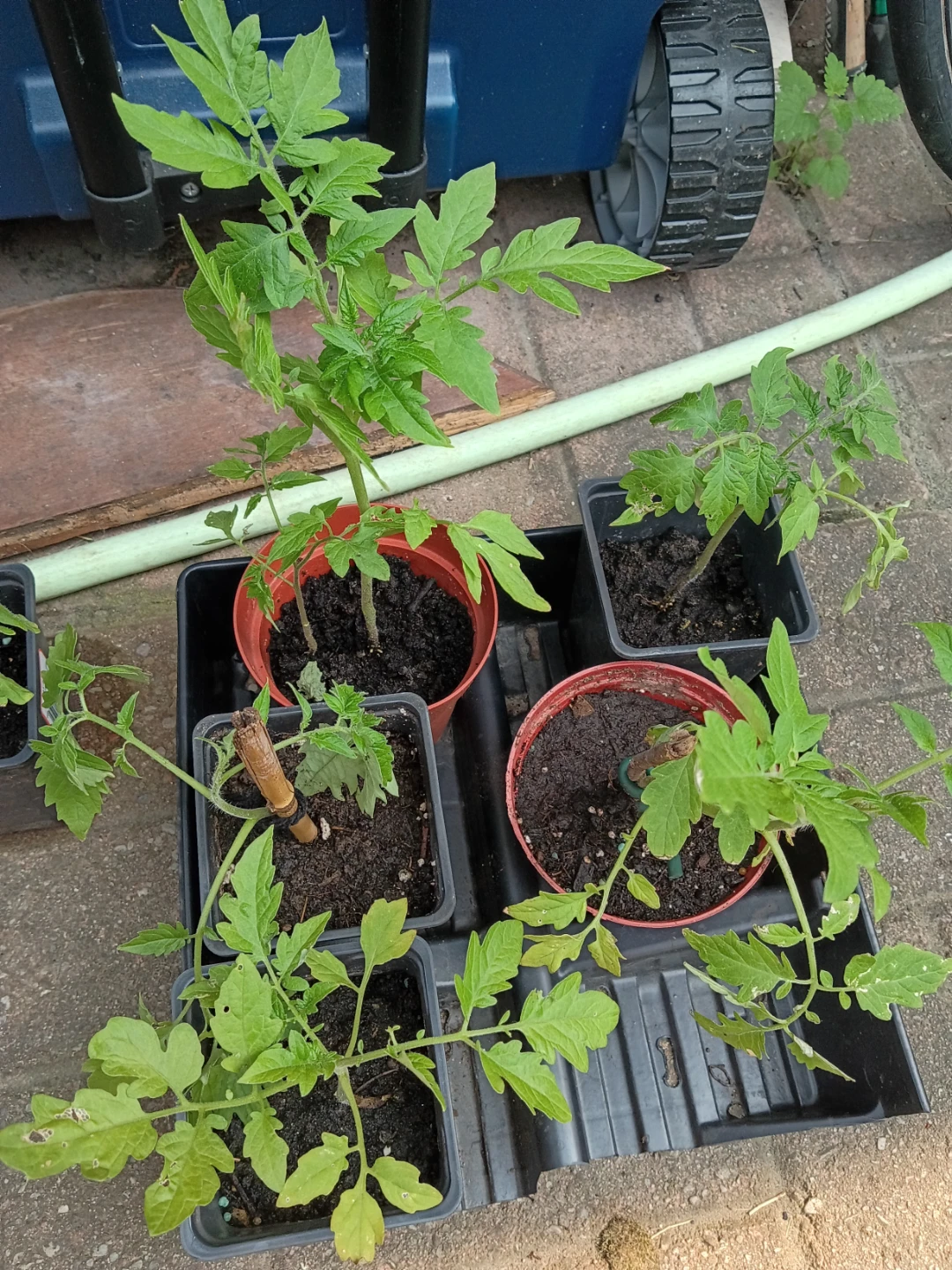Tomato Plant Seedlings