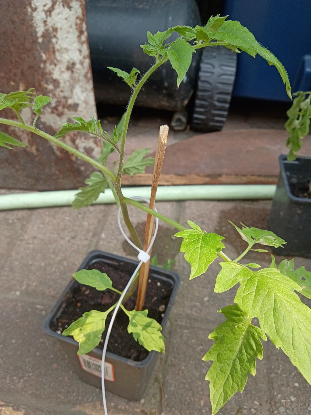 Tomato Plant Seedlings - photo 2