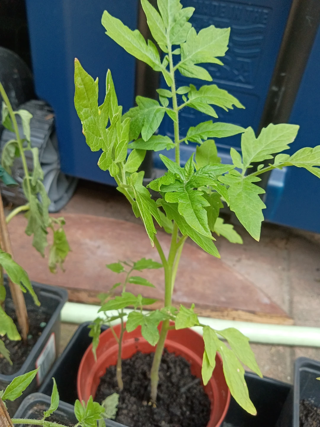 Tomato Plant Seedlings - photo 3