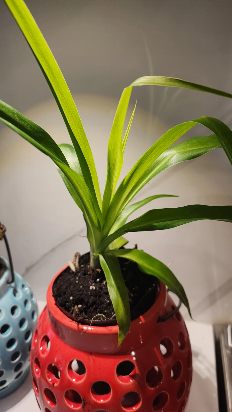 Upcycled lantern planters with plants - photo 3