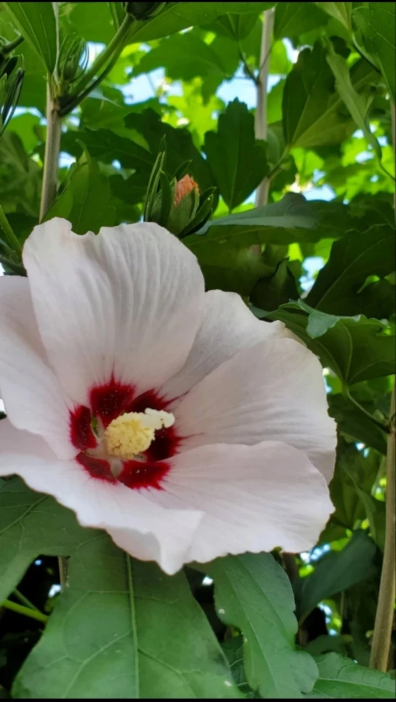Rose of Sharon - photo 2