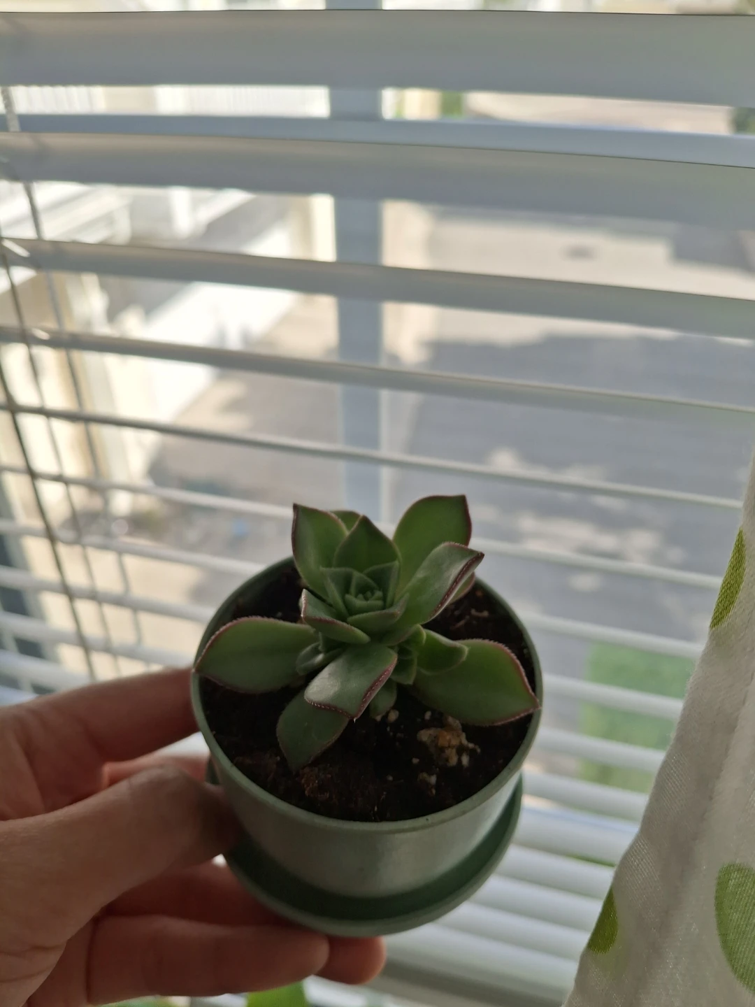 Small Succulent Plant in Pot