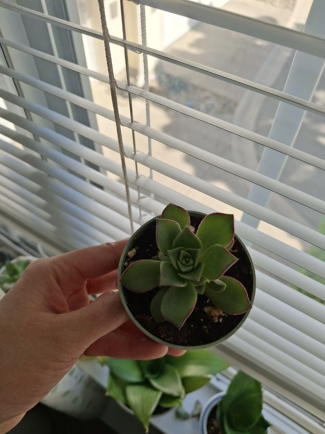 Small Succulent Plant in Pot - photo 2