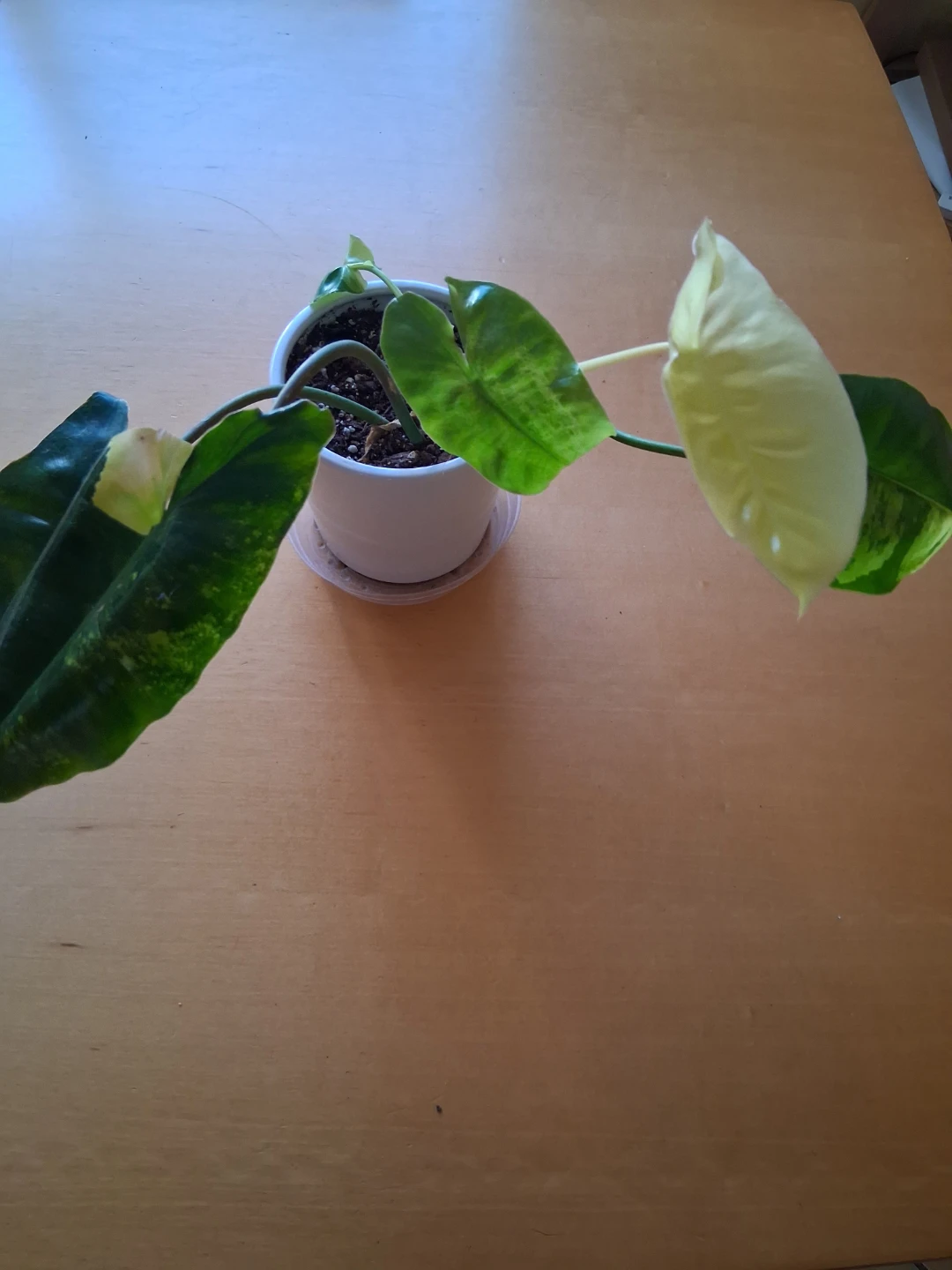 Philodendron jose buono variegated