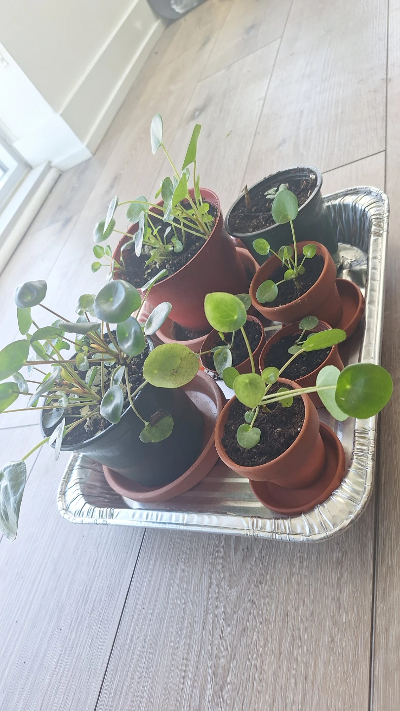 Pilea plants - photo 4