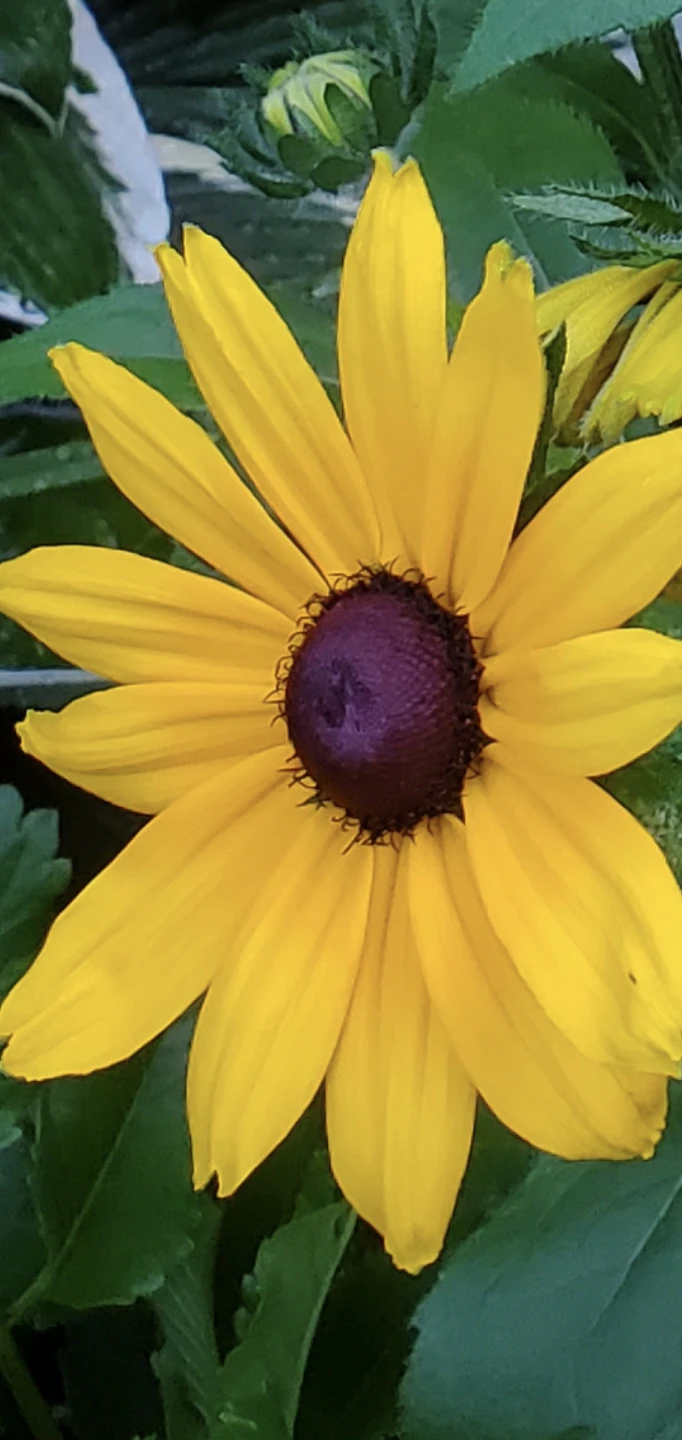 Rudbeckia, Coneflower