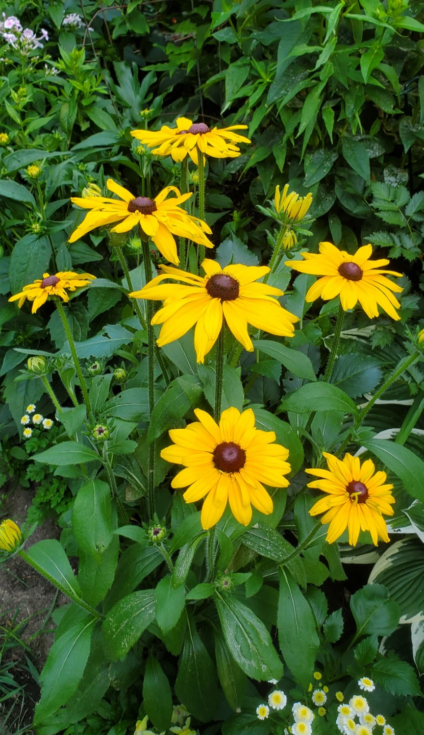 Rudbeckia, Coneflower - photo 2