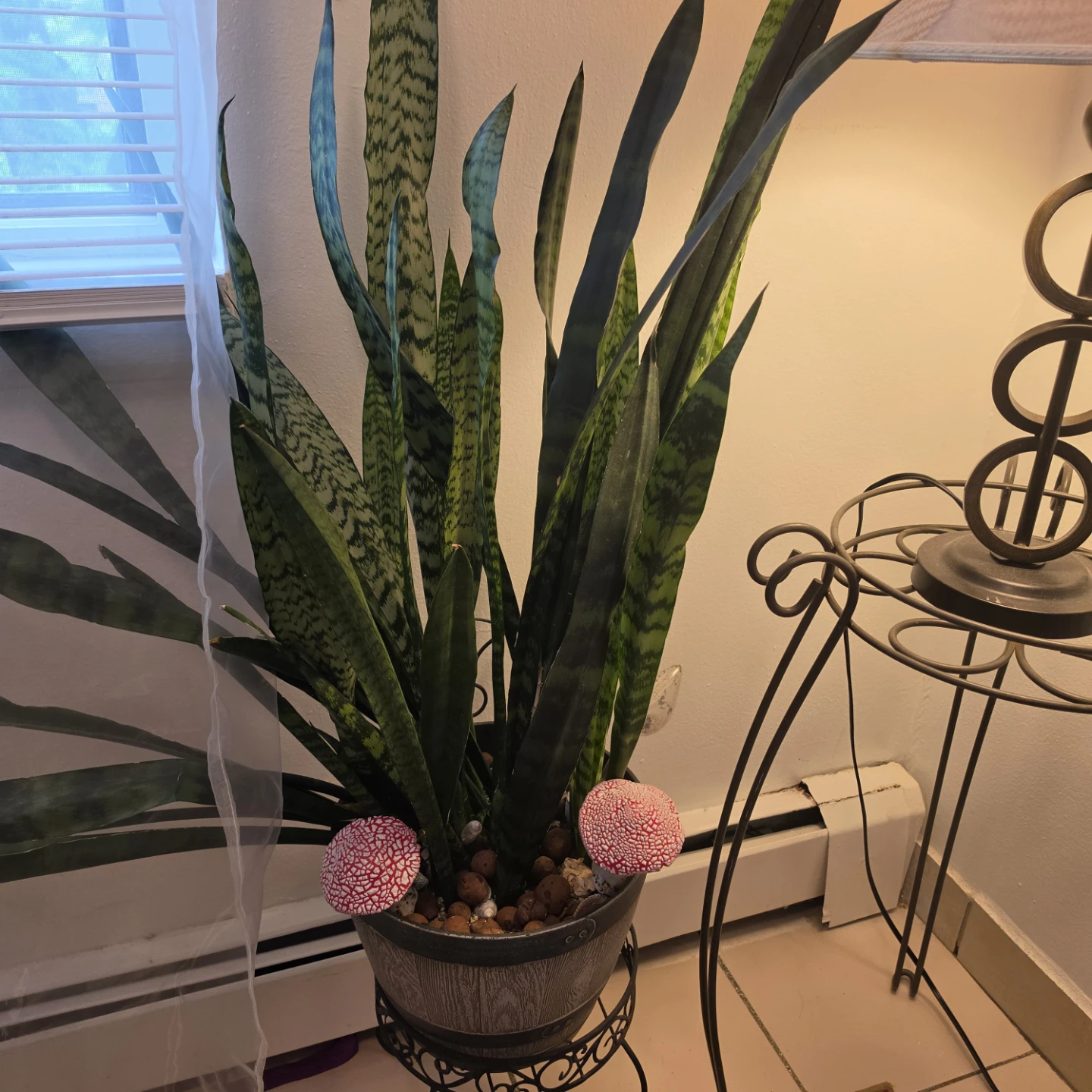Snake Plant in Decorative Pot NO MUSHROOMS