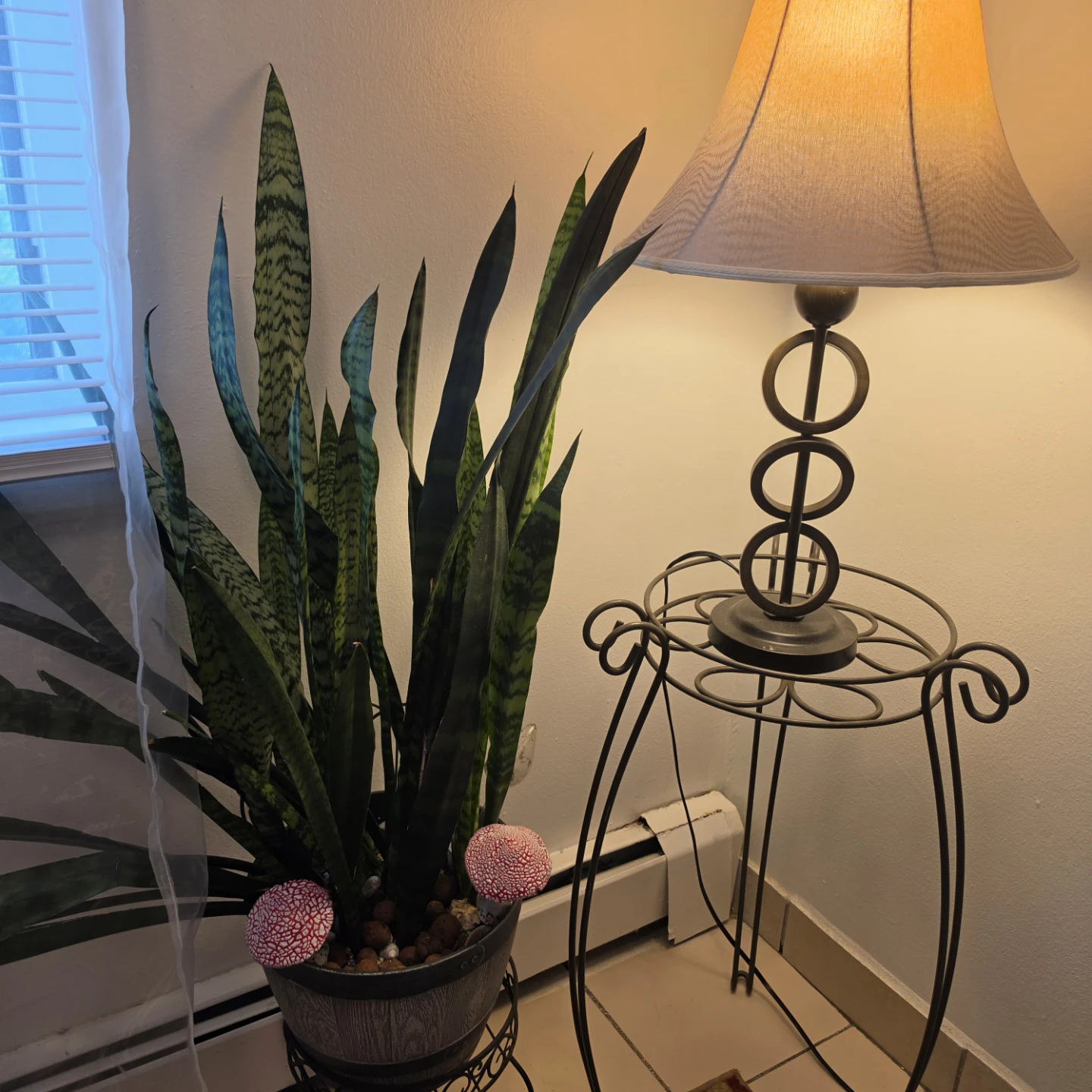 Snake Plant in Decorative Pot NO MUSHROOMS - photo 2