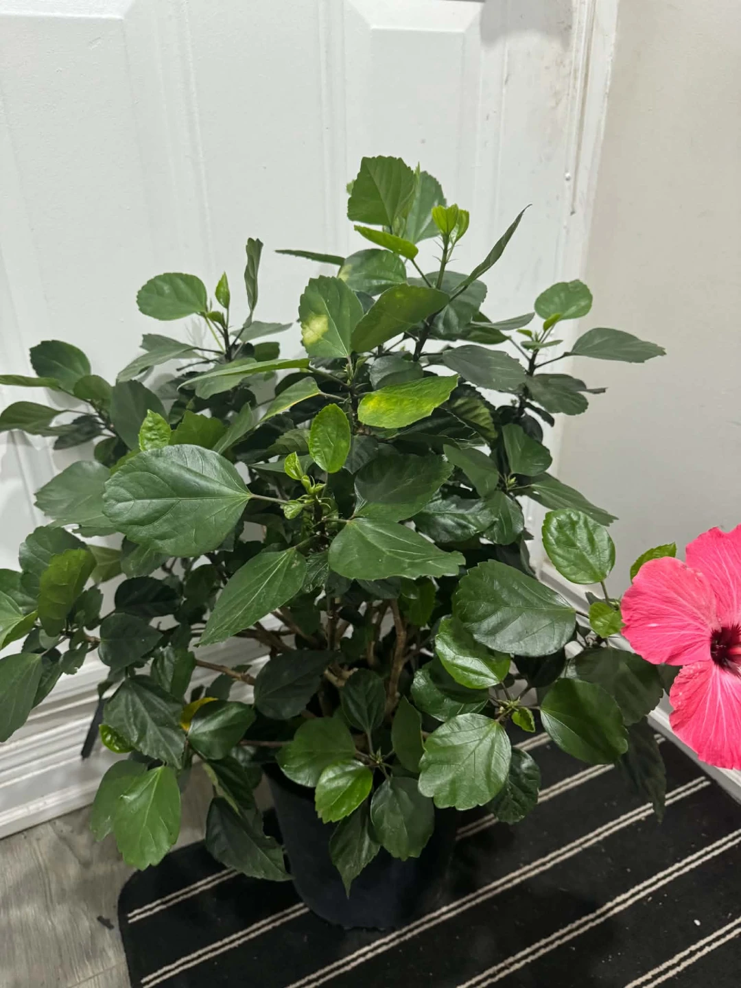 Pink Hibiscus Plant