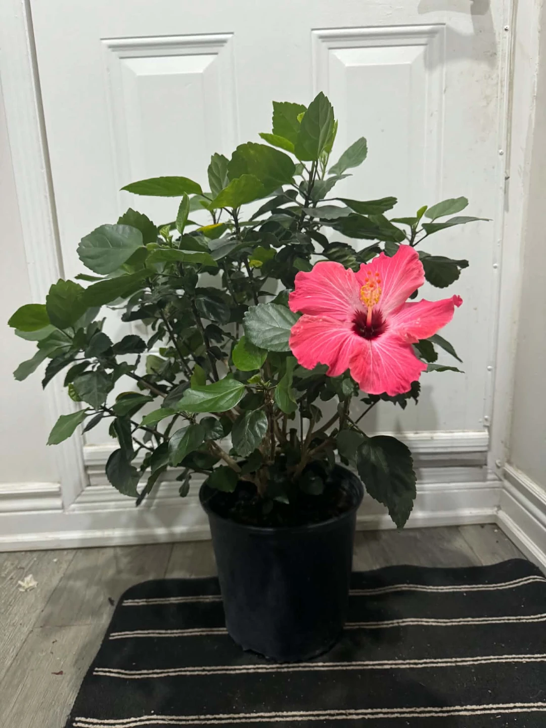 Pink Hibiscus Plant - photo 2