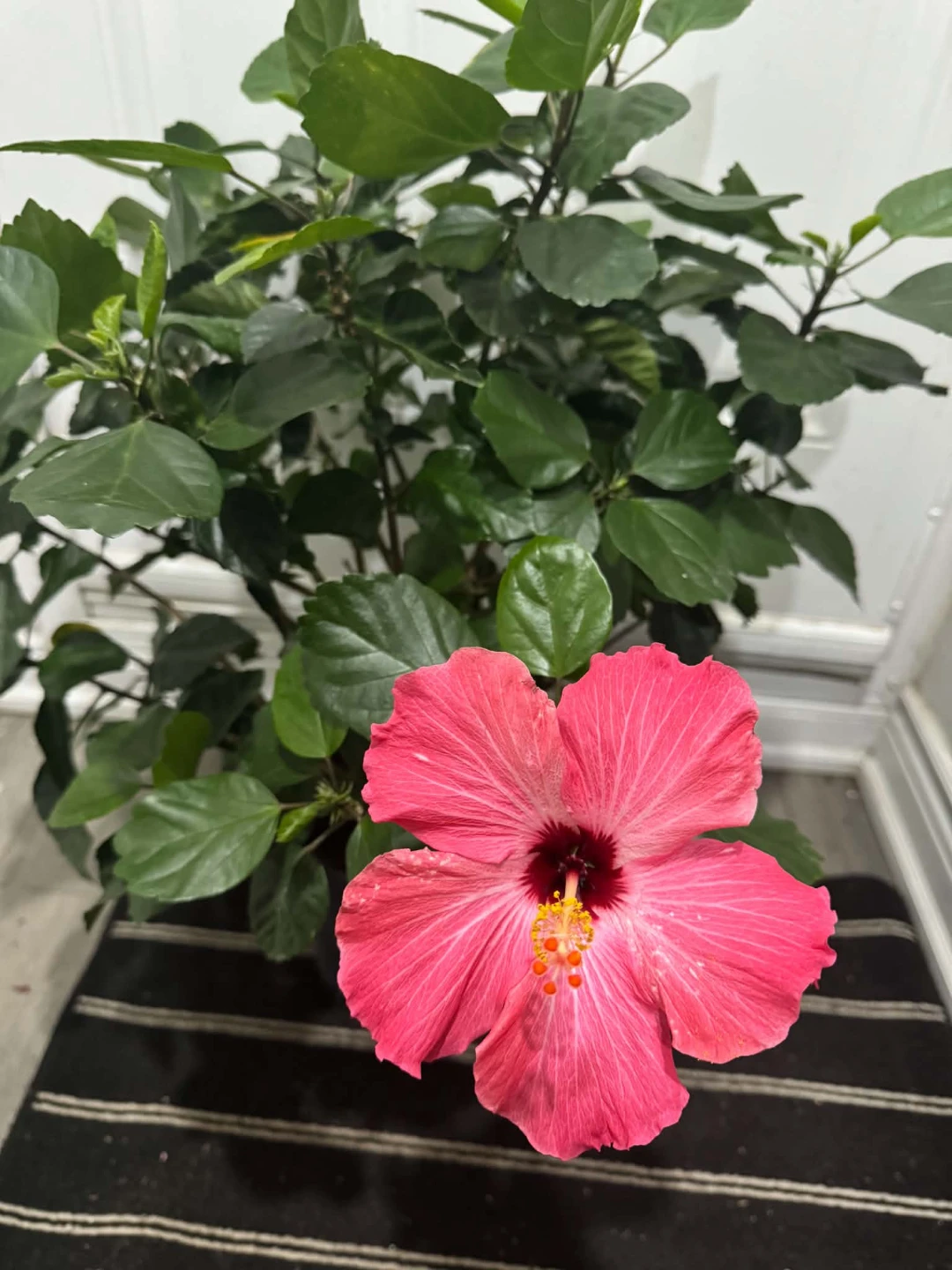 Pink Hibiscus Plant - photo 3