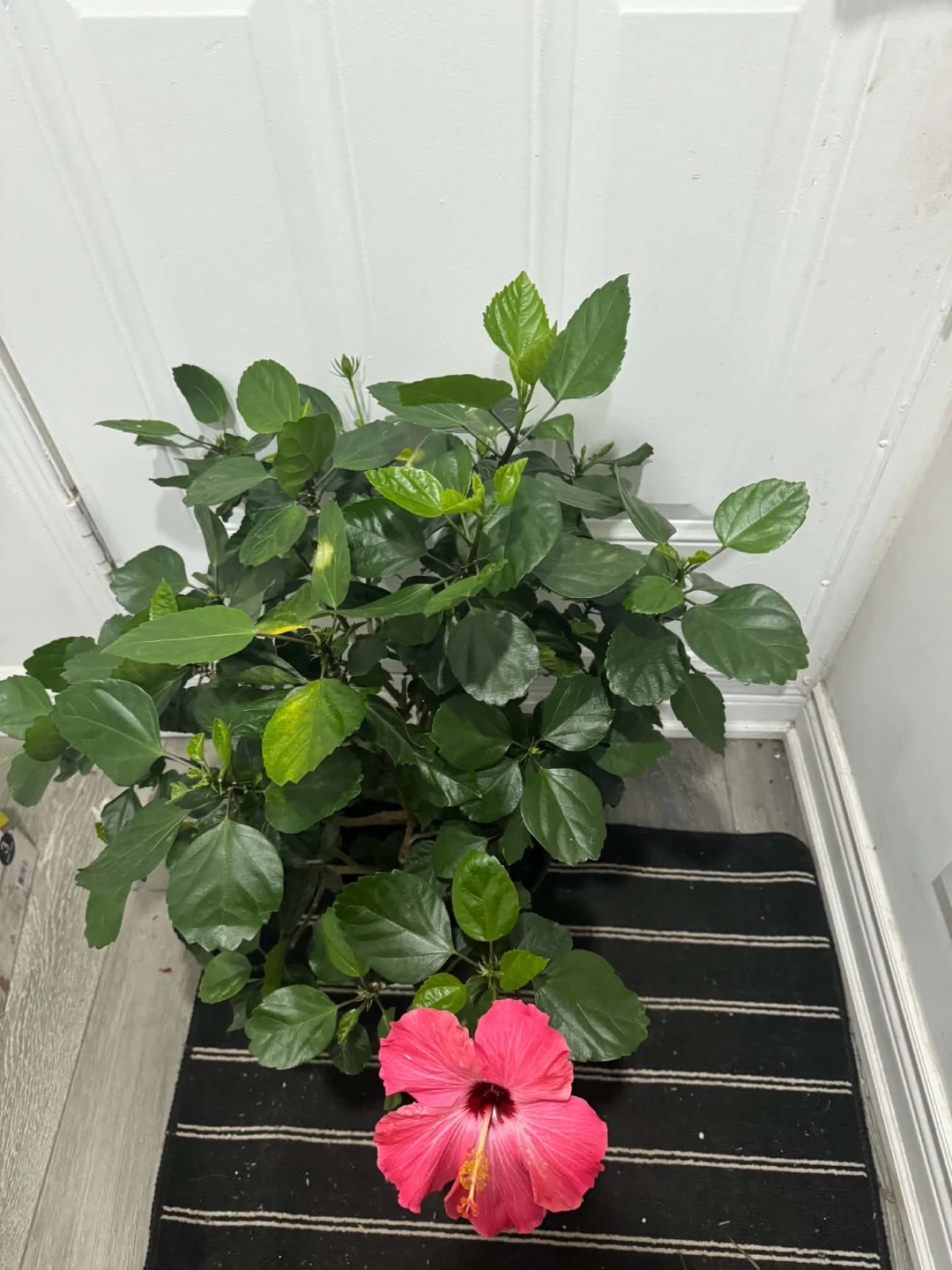 Pink Hibiscus Plant - photo 4