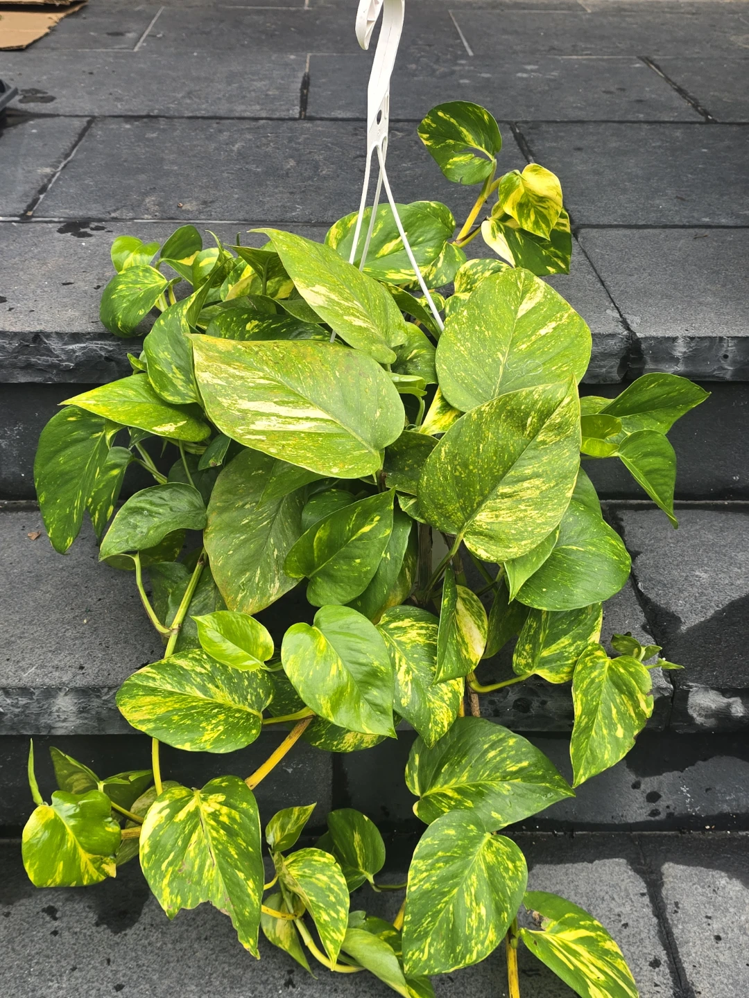 Golden Pothos Hanging Plant