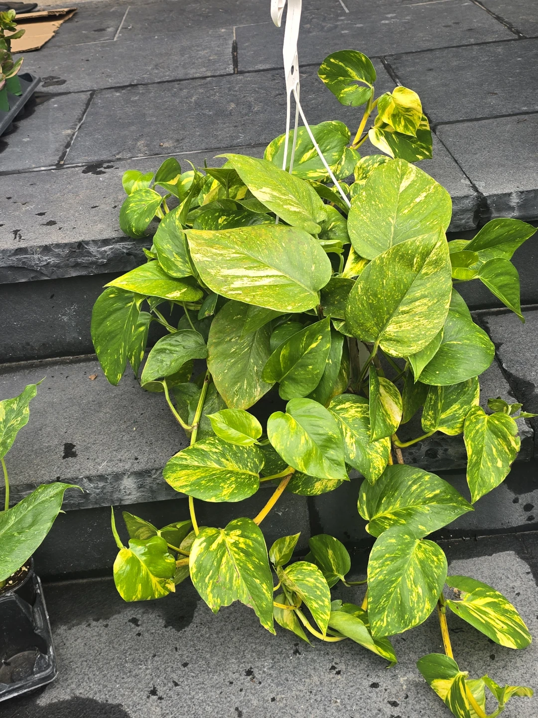 Golden Pothos Hanging Plant - photo 2
