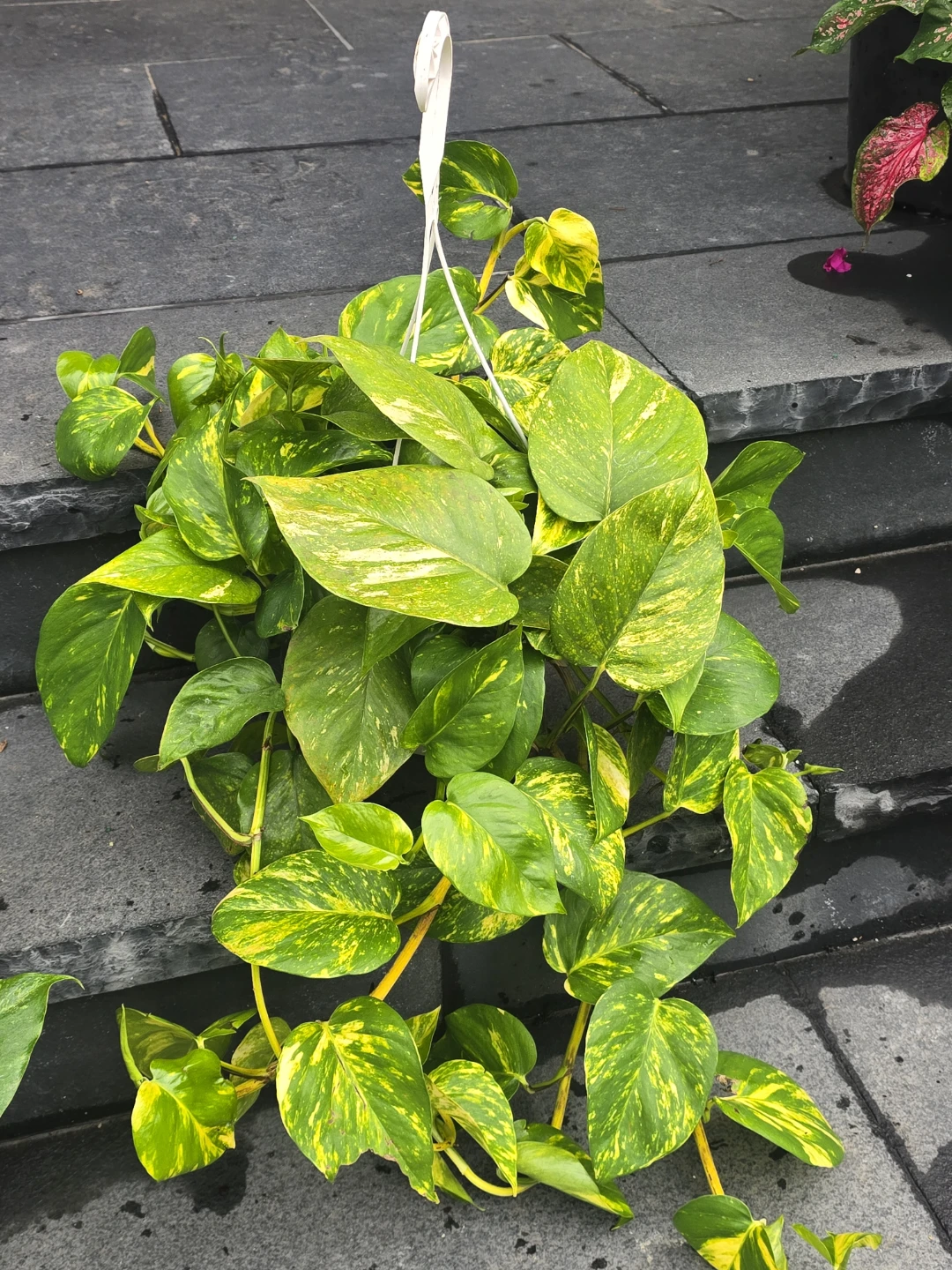 Golden Pothos Hanging Plant - photo 3