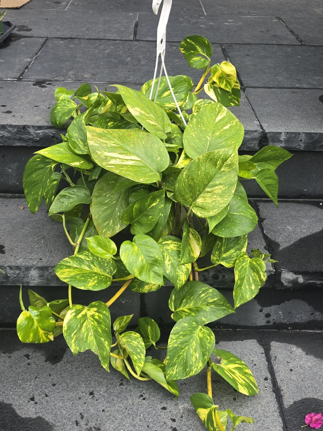 Golden Pothos Hanging Plant - photo 4