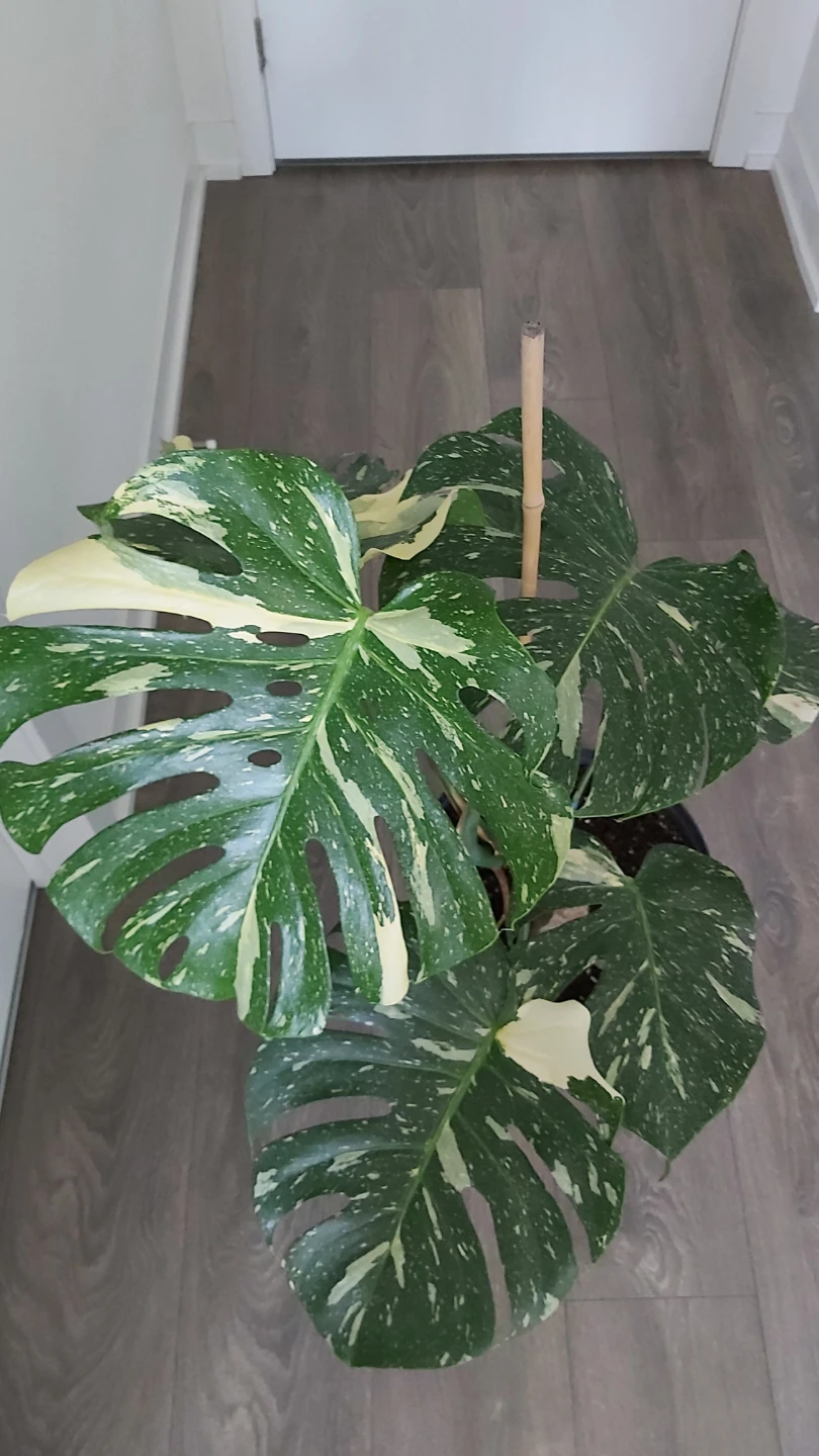 Variegated Monstera Plant - photo 3