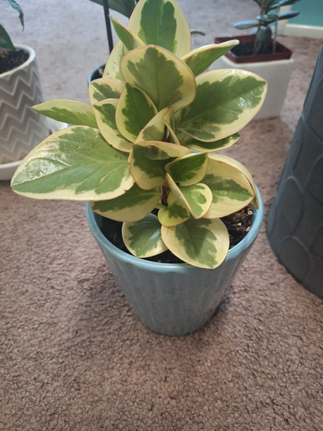 Variegated Peperomia Plant in Blue Pot