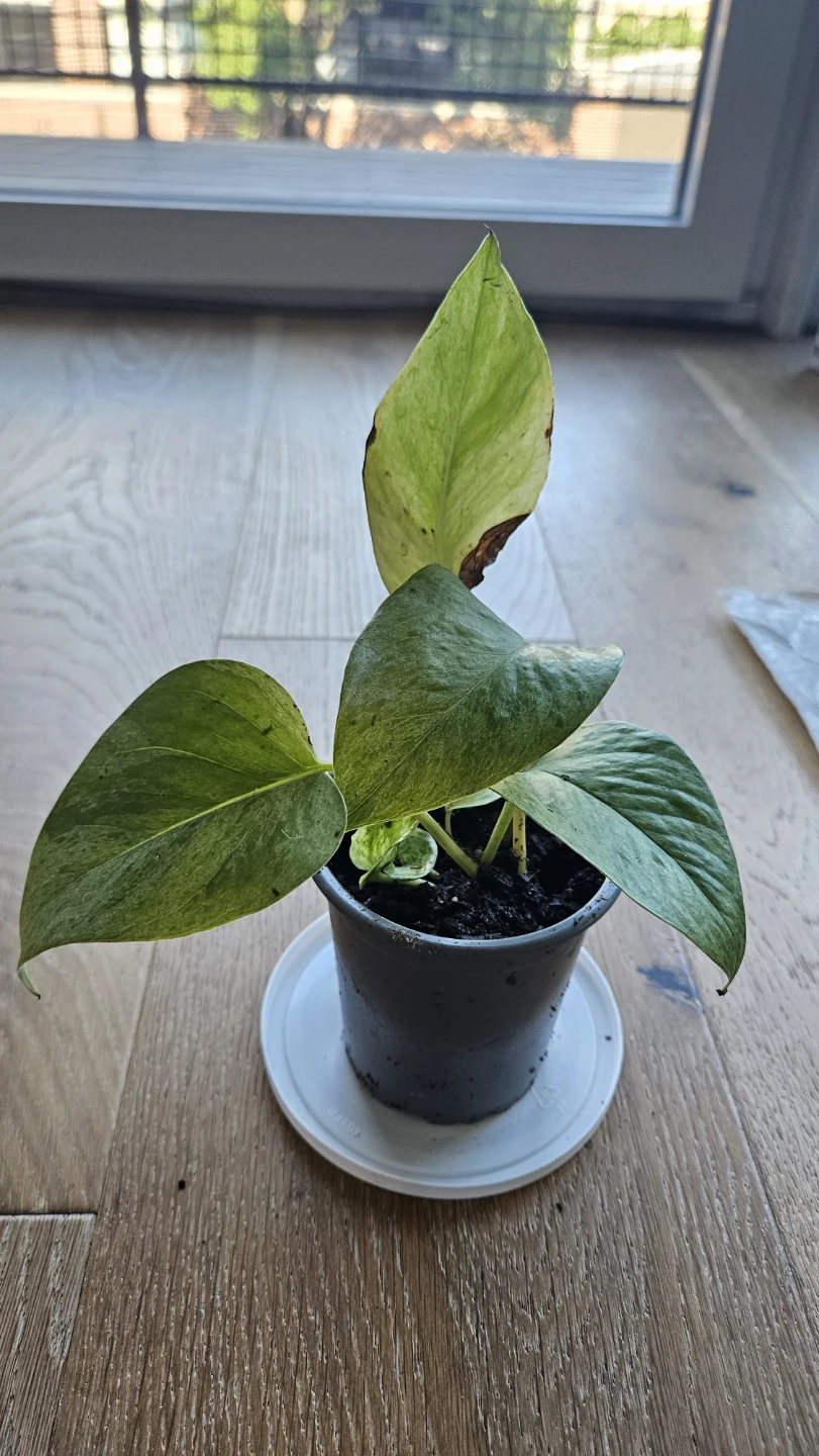 Pothos Snow Queen 4