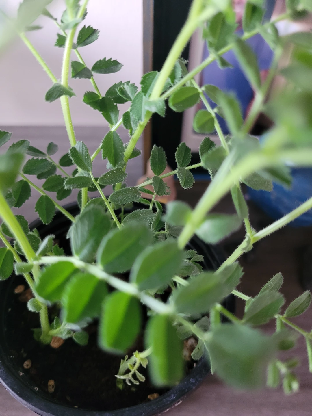 Chickpea Plant in Pot - photo 2