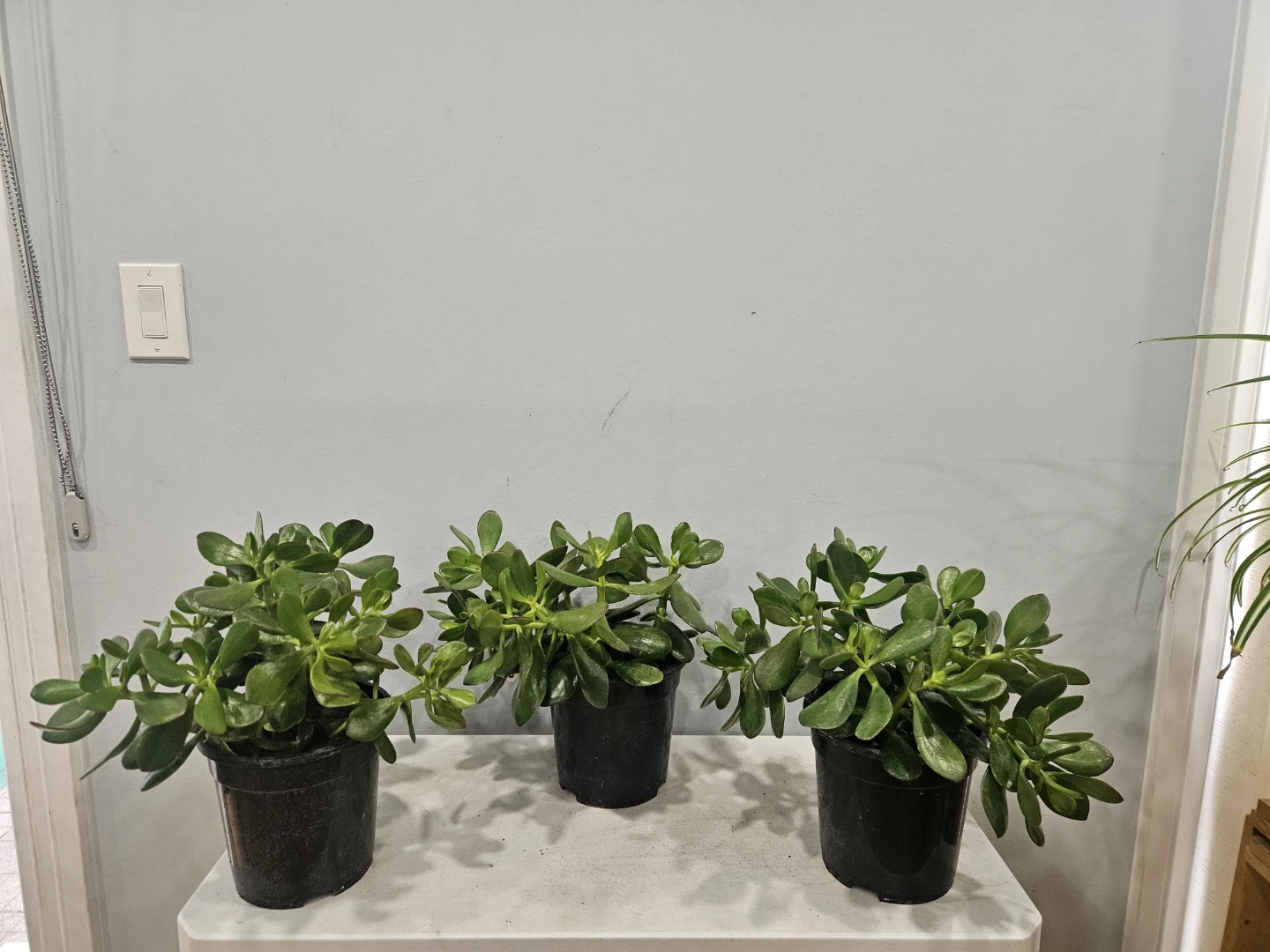 Jade Plant (in 7" Nursury pot, $15 each pot)