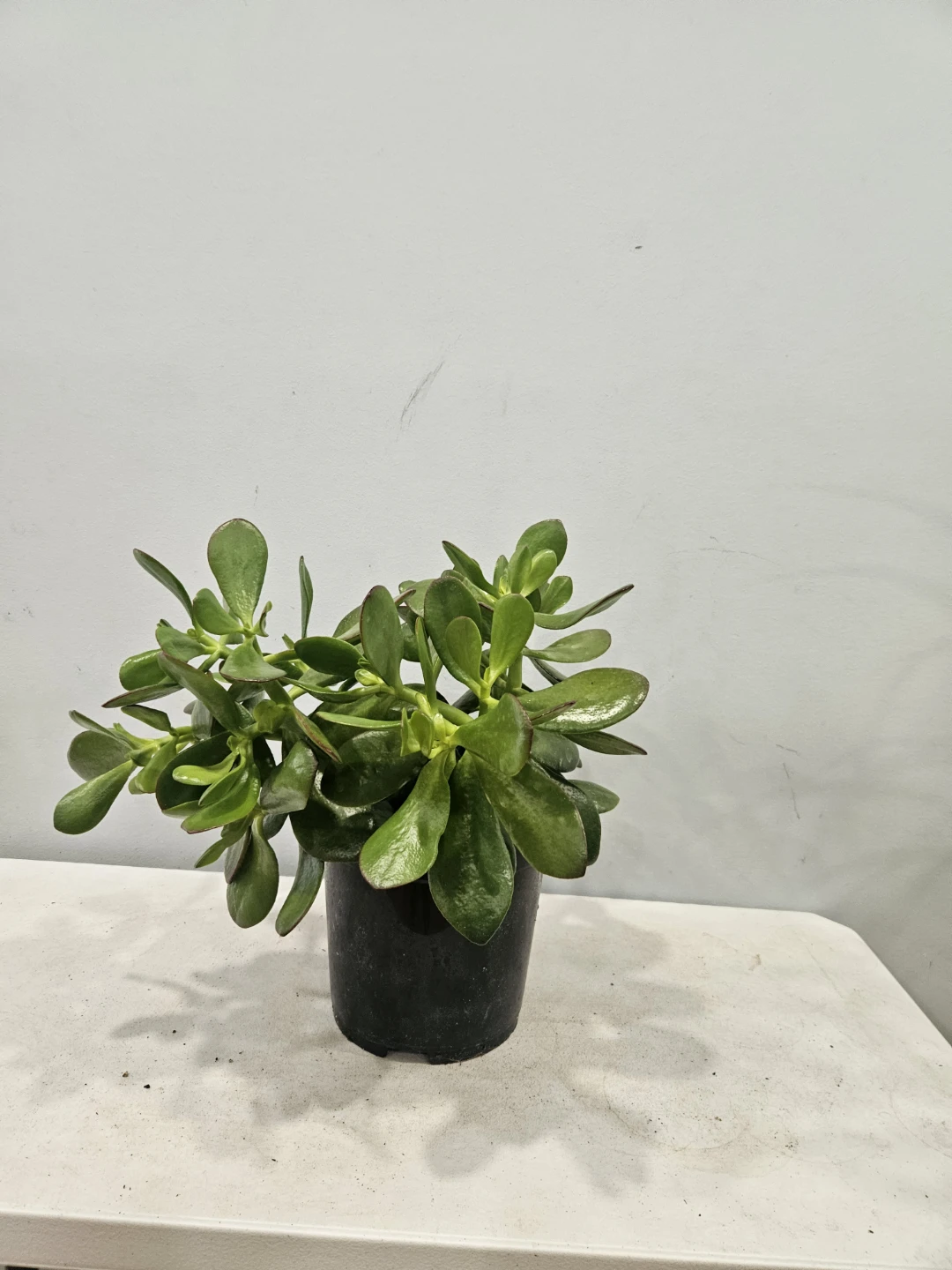 Jade Plant (in 7" Nursury pot, $15 each pot) - photo 2