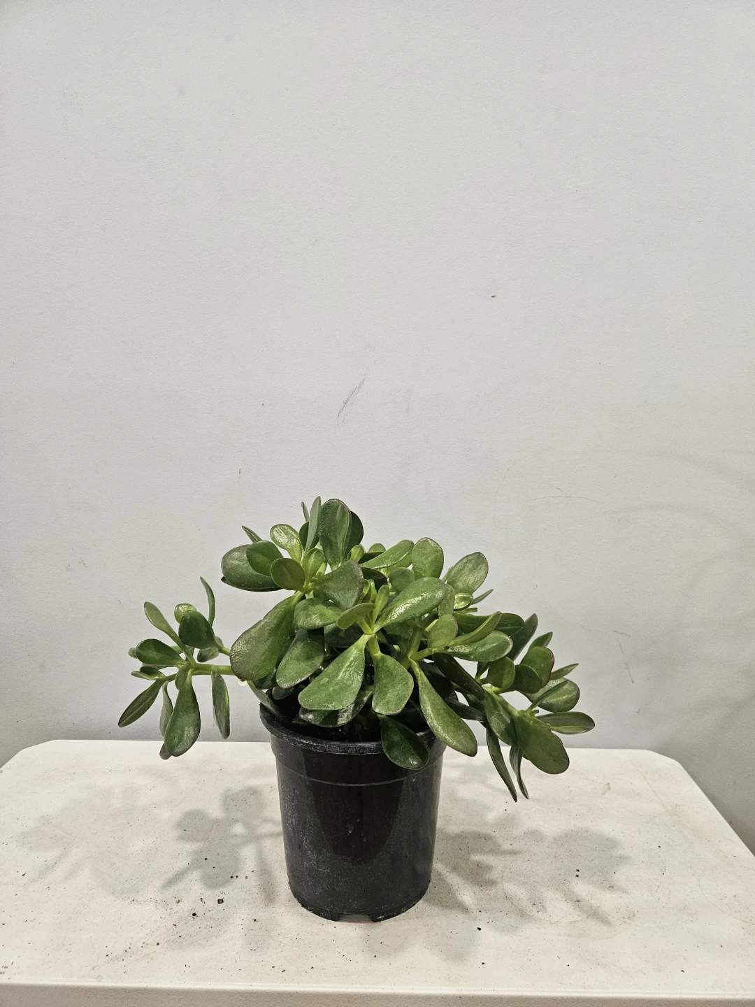 Jade Plant (in 7" Nursury pot, $15 each pot) - photo 3